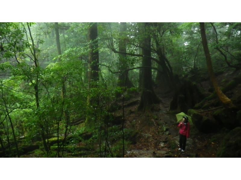 【鹿児島・屋久島】秘境ヤクスギランド+安房川リバーカヤックのコンボツアー！家族で楽しい！初心者・お子さまOK！の紹介画像