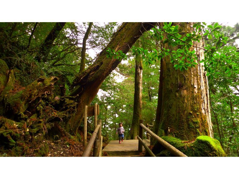 【鹿児島・屋久島】秘境ヤクスギランド+安房川リバーカヤックのコンボツアー！家族で楽しい！初心者・お子さまOK！の紹介画像