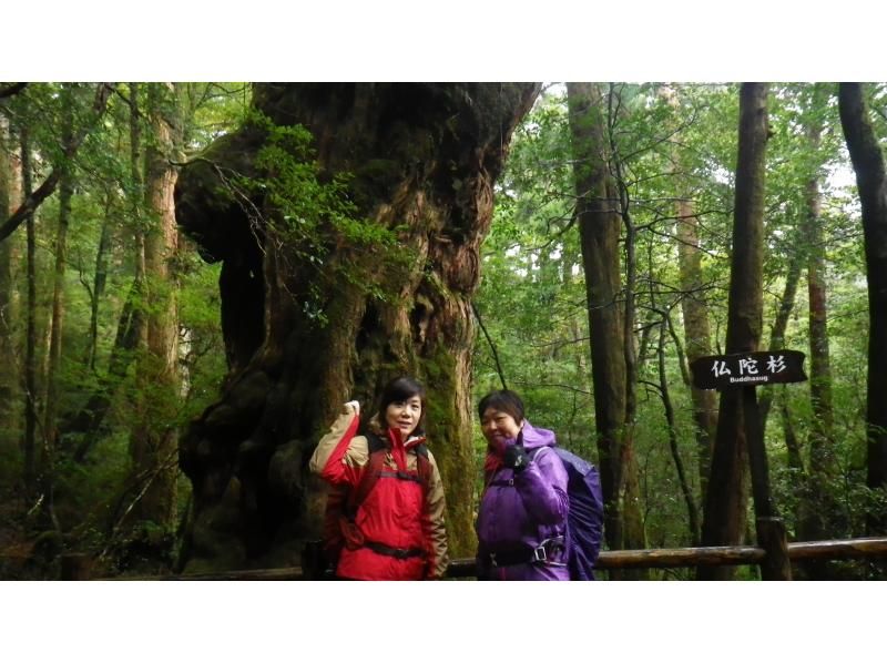 【鹿児島・屋久島】秘境ヤクスギランド+安房川リバーカヤックのコンボツアー！家族で楽しい！初心者・お子さまOK！の紹介画像