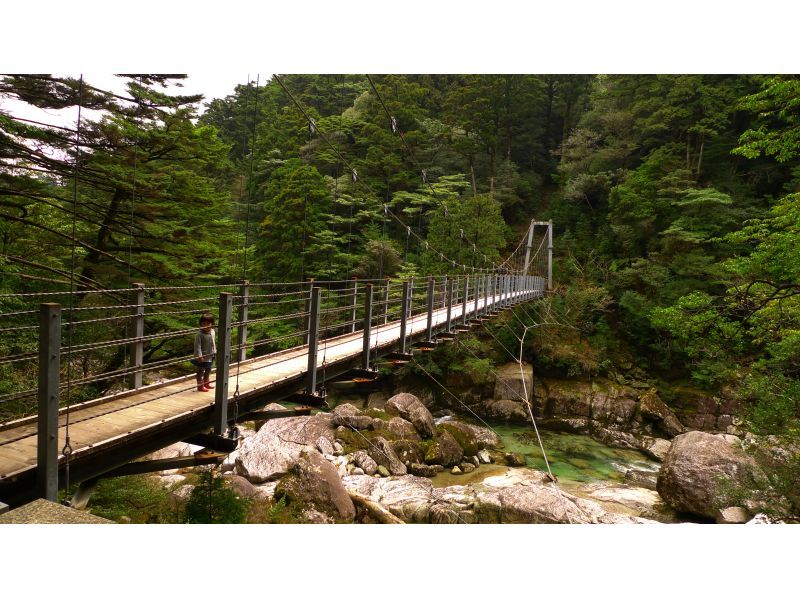 【鹿児島・屋久島】秘境ヤクスギランド+安房川リバーカヤックのコンボツアー！家族で楽しい！初心者・お子さまOK！の紹介画像