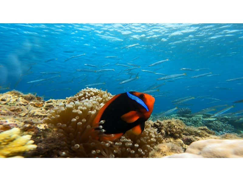 【青の洞窟】★☆初心者大歓迎☆★12〜45歳限定！追加料金一切なしのダイビング体験プラン！撮影・餌やり・シャワー・ドライヤー全てコミコミ！！の紹介画像