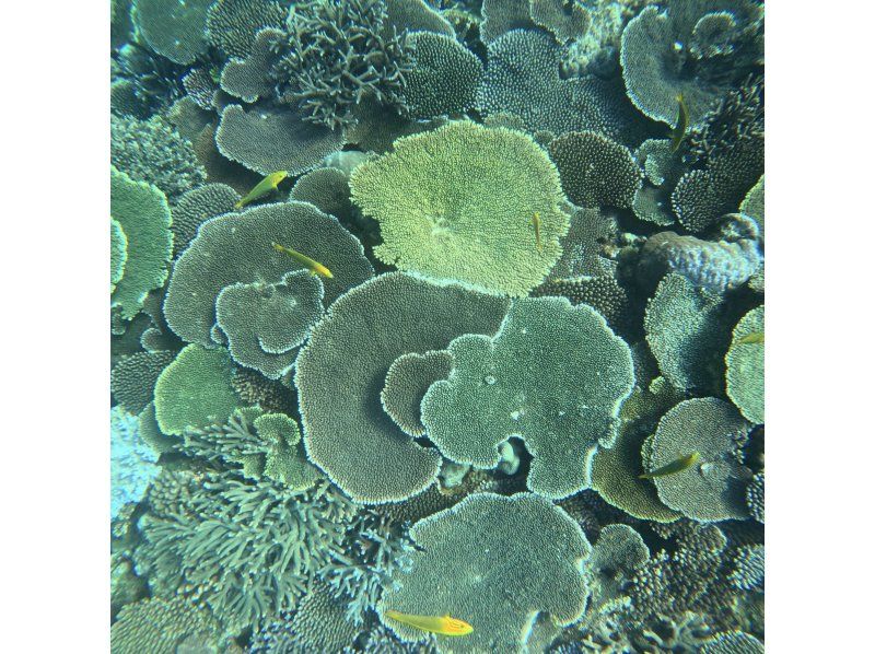 【青の洞窟】★☆初心者大歓迎☆★12〜45歳限定！追加料金一切なしのダイビング体験プラン！撮影・餌やり・シャワー・ドライヤー全てコミコミ！！の紹介画像