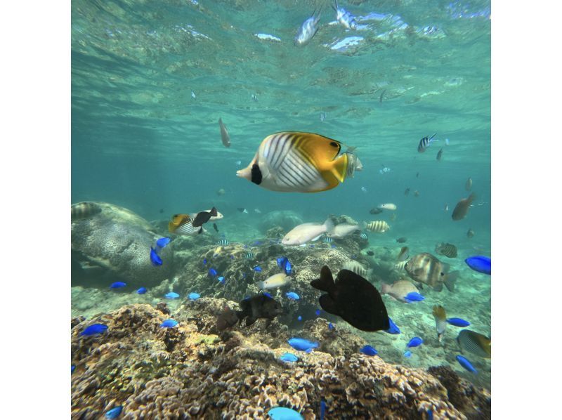 【恩納村】★☆初心者大歓迎☆★12〜45歳限定！追加料金一切なしのダイビング体験プラン！撮影・餌やり・シャワー・ドライヤー全てコミコミ！！の紹介画像