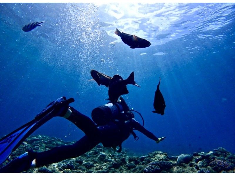 泳げない！初挑戦！当日予約！大歓迎❤️タオル･餌あげ･高画質GoPro無料⭐️写真もすぐスマホへ⭐️思い出バッチリ❤️貸切青の洞窟ダイビングの紹介画像