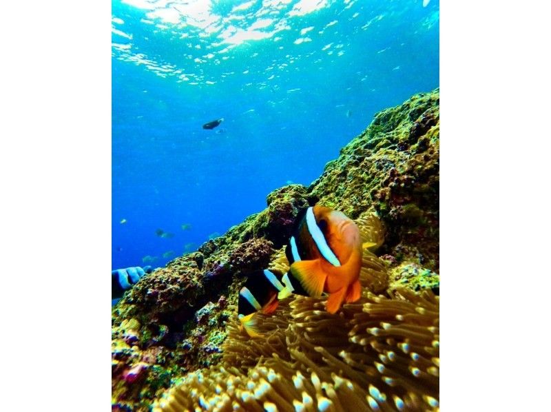 Christmas special ❤️ Unlimited GoPro photos and videos, which are normally charged, are free ⭐️ Private [Blue Cave Diving] Beginners can make same-day reservations ⭐️ Free towels, sandals, and foodの紹介画像