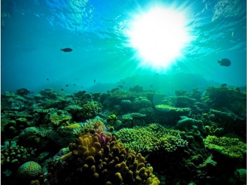 Christmas special ❤️ Unlimited GoPro photos and videos, which are normally charged, are free ⭐️ Private [Blue Cave Diving] Beginners can make same-day reservations ⭐️ Free towels, sandals, and foodの紹介画像