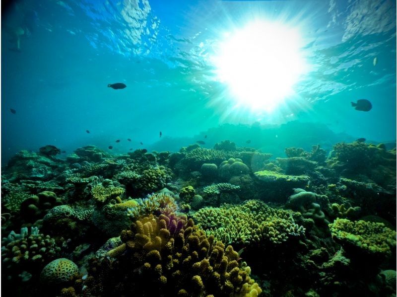 [Okinawa, Onna Village / Blue Cave] ★ Private Beach Diving ★ Free GoPro photos and videos immediately transferred to your smartphone ★ Tropical fish feeding experience ★ Beginners welcome, even those who can't swim are welcome ★の紹介画像