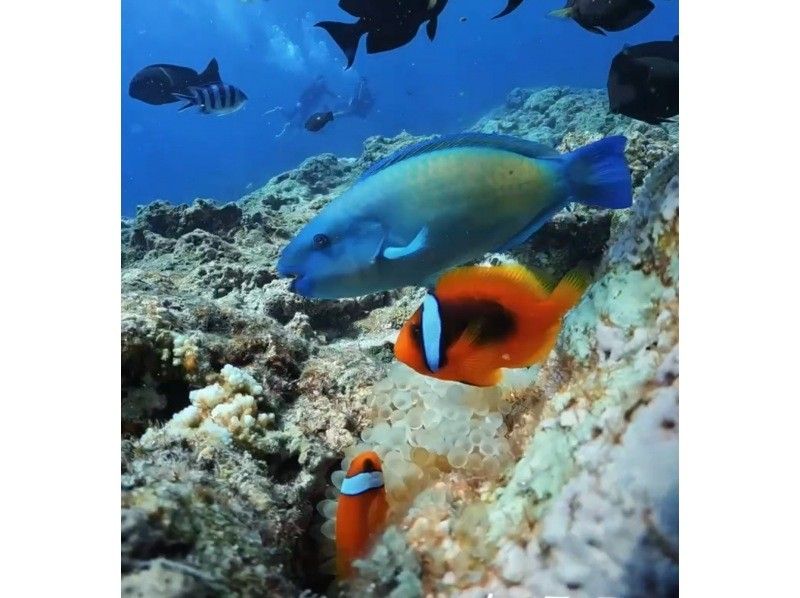 Christmas special ❤️ Unlimited GoPro photos and videos, which are normally charged, are free ⭐️ Private [Blue Cave Diving] Beginners can make same-day reservations ⭐️ Free towels, sandals, and foodの紹介画像