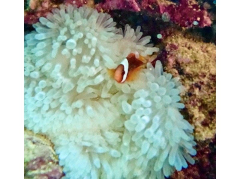 [Okinawa, Onna Village / Blue Cave] ★ Private Beach Diving ★ Free GoPro photos and videos immediately transferred to your smartphone ★ Tropical fish feeding experience ★ Beginners welcome, even those who can't swim are welcome ★の紹介画像