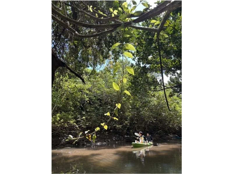 【沖縄・石垣島】 カヤックとトレッキングでゆく熱帯ジャングル大冒険の紹介画像
