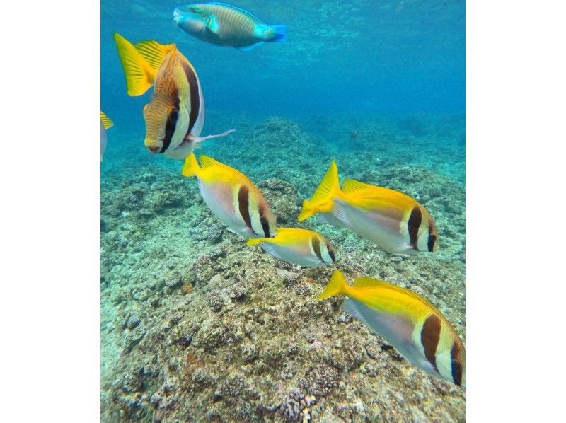 [Blue Cave ★ Private Diving Experience for One Person] Free GoPro photos and videos sent straight to your smartphone! Free feeding!の紹介画像