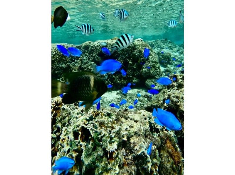 Beginners • Same-day reservations OK⭐️ [Single person only • Blue Cave Diving] ❤ Towels, sandals, feeding, free ultra-high-resolution GoPro photos and videos‼️ Data immediately transferred to your smartphone❤️の紹介画像