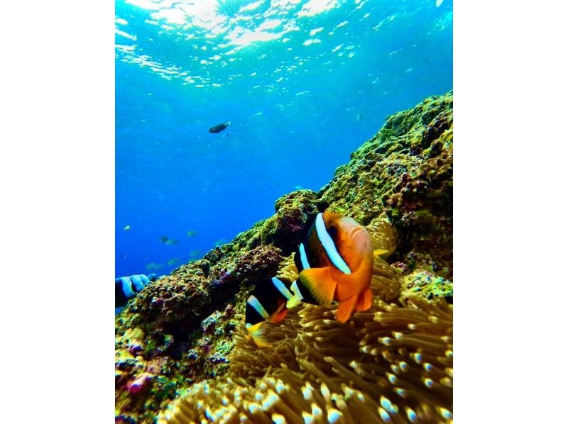 [Okinawa Blue Cave] Private snorkeling tour ★ Photos and videos will be given as gifts on the spot ♪ Private guide tour ♫ Solo, girls, couples, men's trip, snorkelers, beginners ★の紹介画像