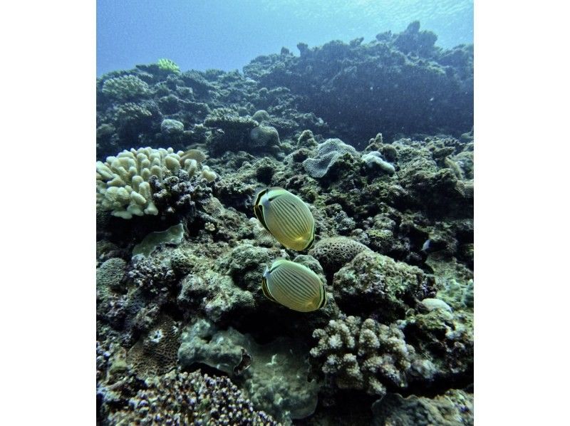 [Okinawa Blue Cave] Private snorkeling tour ★ Photos and videos will be given as gifts on the spot ♪ Private guide tour ♫ Solo, girls, couples, men's trip, snorkelers, beginners ★の紹介画像