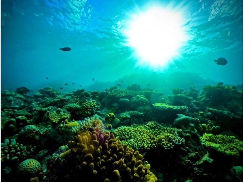 [Okinawa Blue Cave] Private snorkeling tour ★ Photos and videos will be given as gifts on the spot ♪ Private guide tour ♫ Solo, girls, couples, men's trip, snorkelers, beginners ★の紹介画像