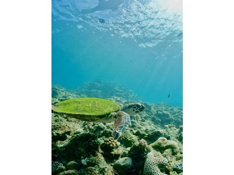 [Okinawa Blue Cave] Private snorkeling tour ★ Photos and videos will be given as gifts on the spot ♪ Private guide tour ♫ Solo, girls, couples, men's trip, snorkelers, beginners ★の紹介画像