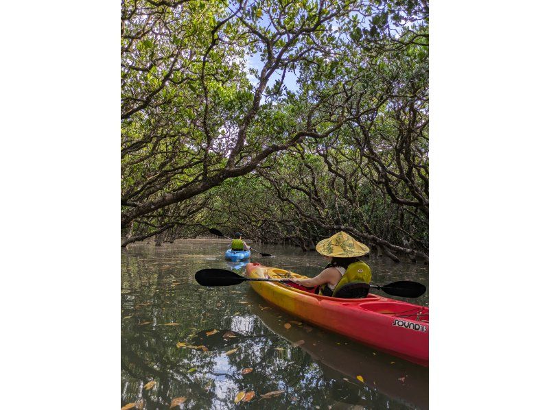 [Amami] "Mangrove Kayaking & Hikage Hego Forest Walking Tour" from a secret base. An exciting and relaxing plan for small groups - beginners welcome!の紹介画像