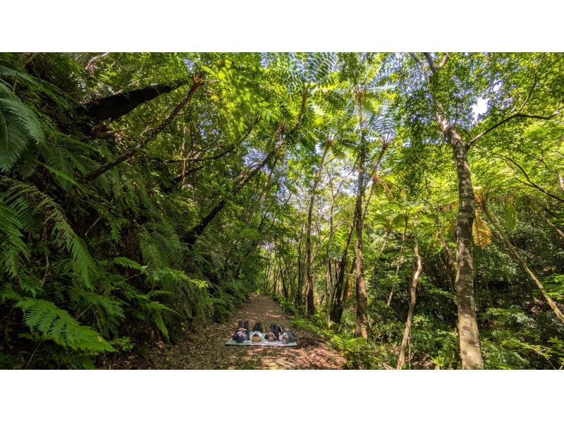 [Amami] "Mangrove Kayaking & Hikage Hego Forest Walking Tour" from a secret base. An exciting and relaxing plan for small groups - beginners welcome!の紹介画像