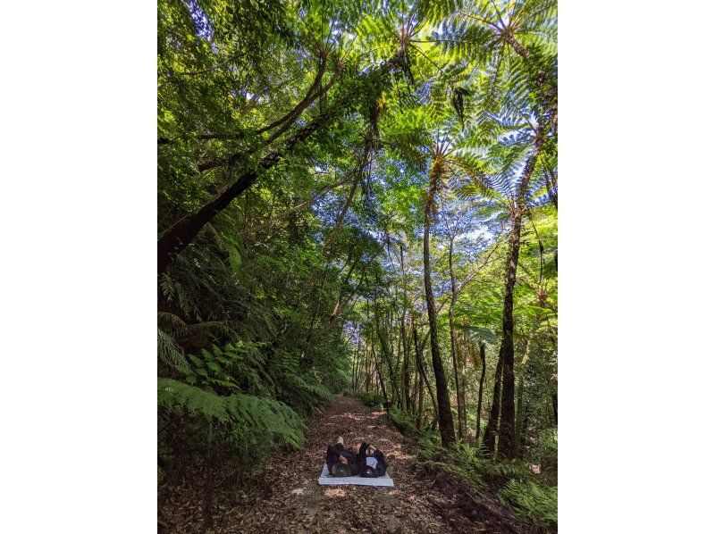 [Amami] "Mangrove Kayaking & Hikage Hego Forest Walking Tour" from a secret base. An exciting and relaxing plan for small groups - beginners welcome!の紹介画像