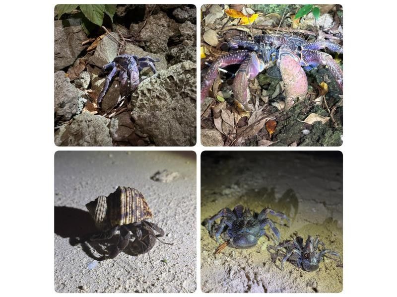 [Ishigaki Island / Private tour for one group] Coconut crab and starry sky night tour [Participants from 1 year old are welcome] Experience endangered species and photograph the Milky Way ☆ Coconut crab encounter rate remains 100%!の紹介画像