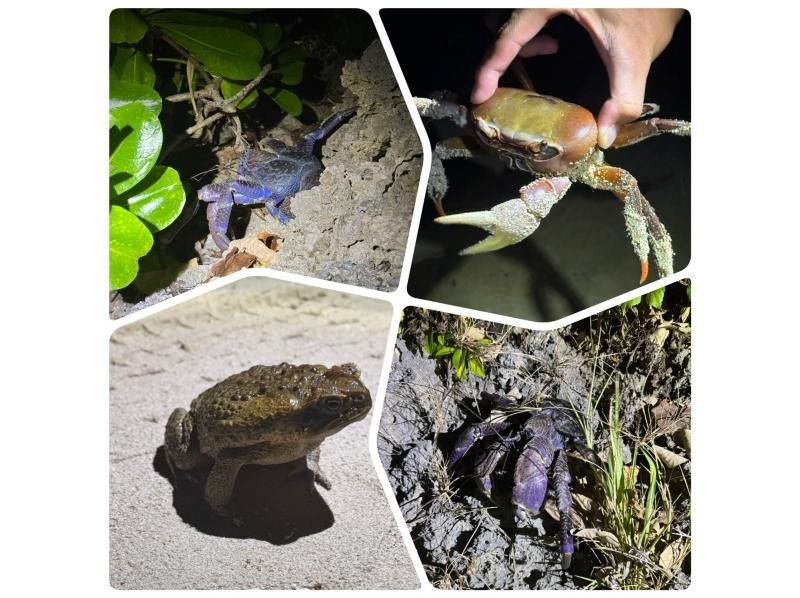 [Ishigaki Island / Private Rental for 1 Group] Great Value Set Plan ☆ Fukidori River Sunset & Coconut Crab Starry Night Tour ☆ [Participants from 1 year old] Especially recommended for families with children! Beginners 9の紹介画像