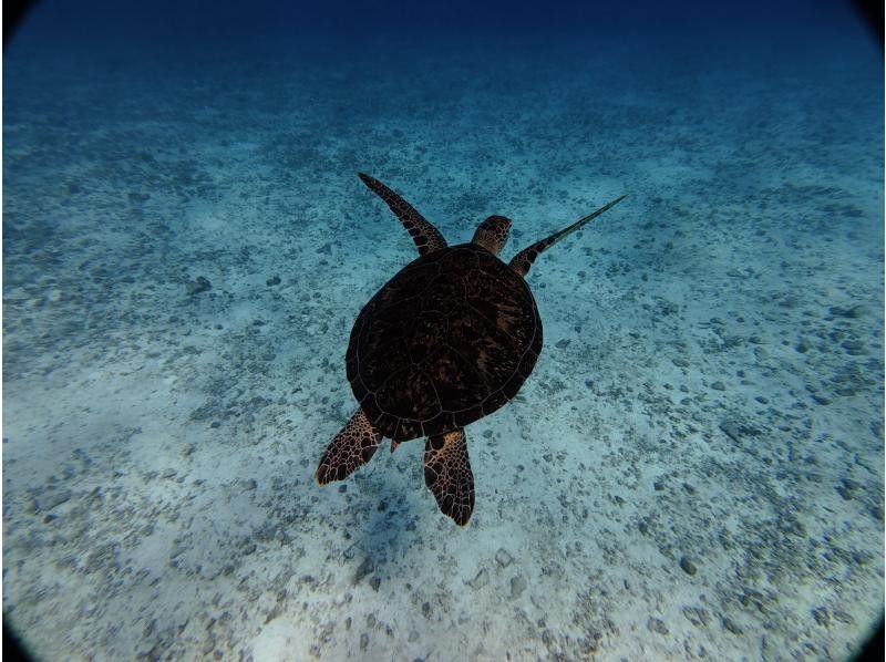 [Northern Okinawa - Motobu - Sesoko Island - Minna Island - Remote Island Snorkeling] The clearest waters in the prefecture! A small-group tour perfect for beginners and those who can't swim!の紹介画像