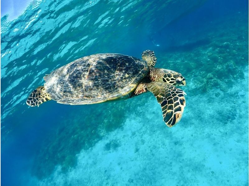 [Northern Okinawa, Motobu ~ Sesoko Island ~ Minna Island, Remote Island Fun Diving / 3-hour plan] The best visibility in the prefecture! For license holders (2 dives / 3-hour plan)の紹介画像