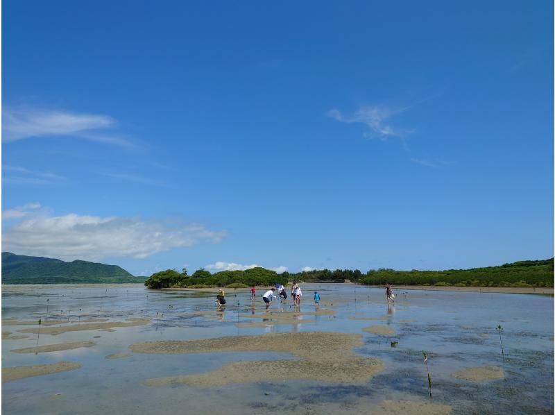 【沖縄・小浜島】マングローブの林へ！小浜島自然探検ツアー（干潮時間帯のみ開催）の紹介画像