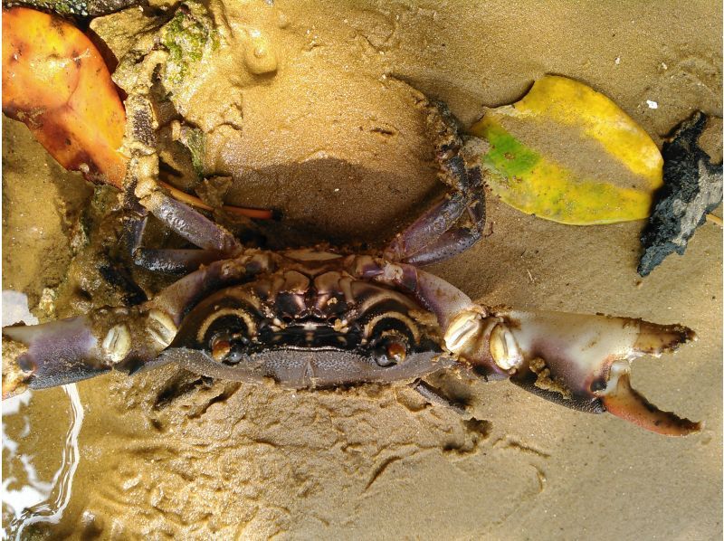 【沖縄・小浜島】マングローブの林へ！小浜島自然探検ツアー（干潮時間帯のみ開催）の紹介画像