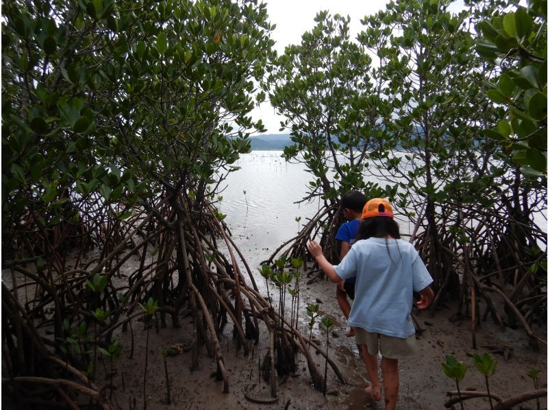 【沖縄・小浜島】マングローブの林へ！小浜島自然探検ツアー（干潮時間帯のみ開催）の紹介画像
