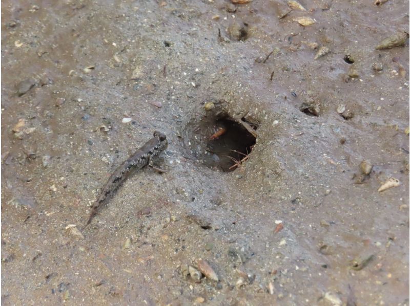 【沖縄・小浜島】マングローブの林へ！小浜島自然探検ツアー（干潮時間帯のみ開催）の紹介画像