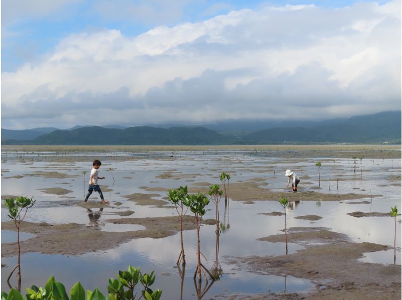【沖縄・小浜島】マングローブの林へ！小浜島自然探検ツアー（干潮時間帯のみ開催）の紹介画像