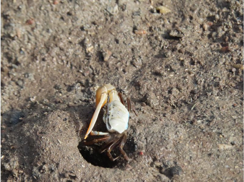 【沖縄・小浜島】マングローブの林へ！小浜島自然探検ツアー（干潮時間帯のみ開催）の紹介画像