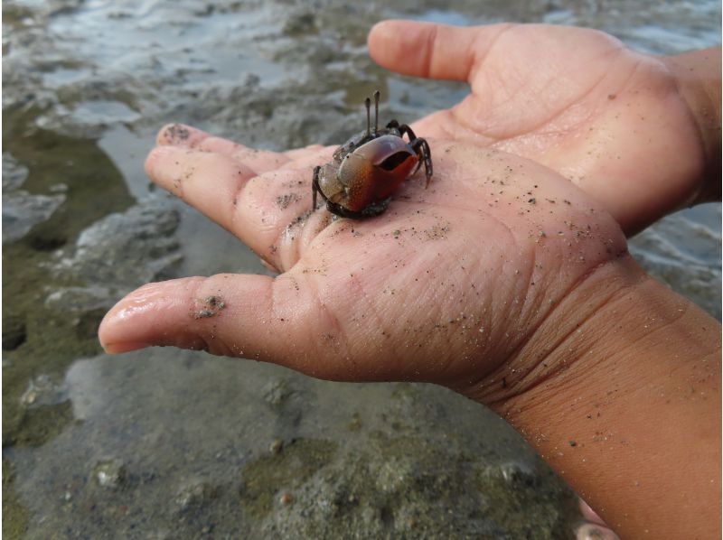 【沖縄・小浜島】マングローブの林へ！小浜島自然探検ツアー（干潮時間帯のみ開催）の紹介画像
