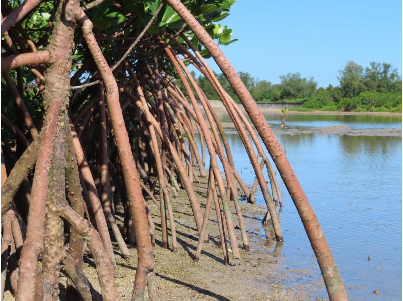 【沖縄・小浜島】マングローブの林へ！小浜島自然探検ツアー（干潮時間帯のみ開催）の紹介画像