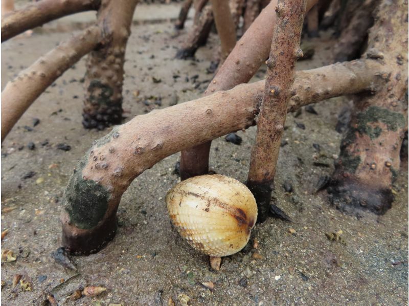 【沖縄・小浜島】マングローブの林へ！小浜島自然探検ツアー（干潮時間帯のみ開催）の紹介画像