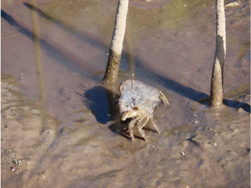 【沖縄・小浜島】マングローブの林へ！小浜島自然探検ツアー（干潮時間帯のみ開催）の紹介画像