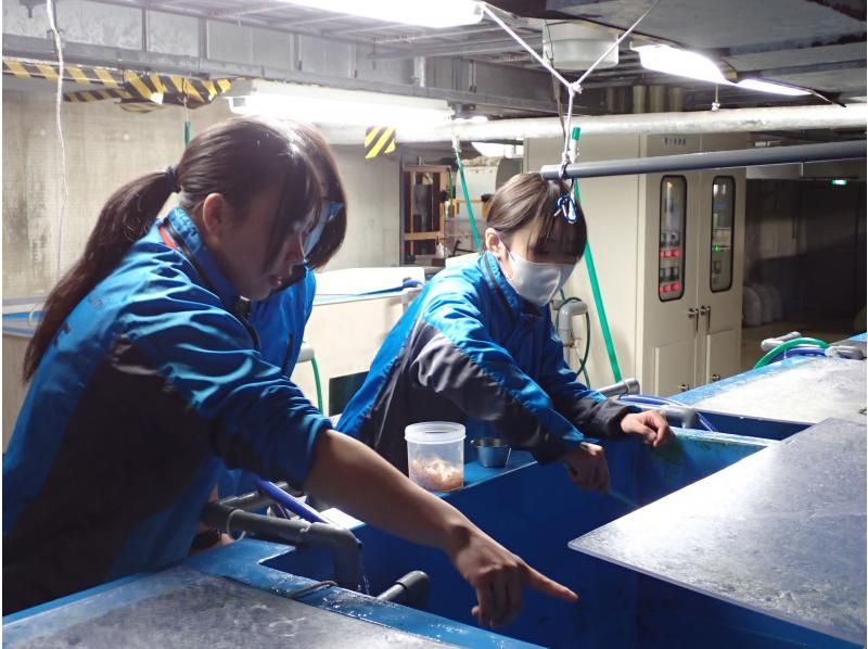 【秋田・男鹿】飼育員のお仕事を体験してみよう！男鹿水族館GAO　飼育体験付プランの紹介画像