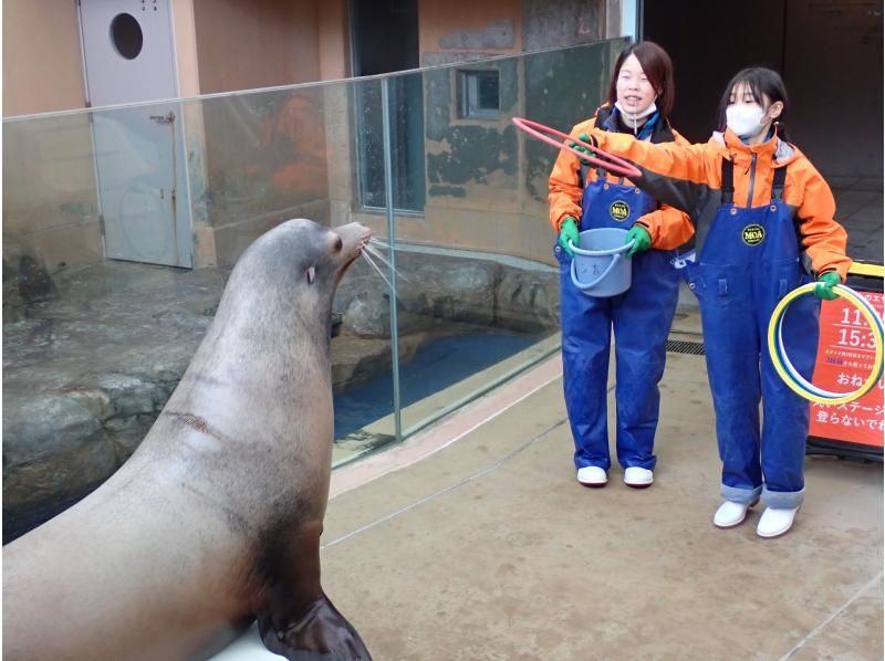 【秋田・男鹿】飼育員のお仕事を体験してみよう！男鹿水族館GAO　飼育体験付プランの紹介画像