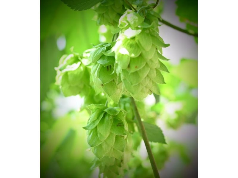 [Yokote City, Akita Prefecture] ~Free pick-up and drop-off within the city~ Hop and bubble village, YOKOTE craft tripの紹介画像