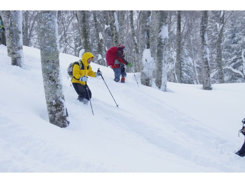 [Akita, Hachimantai] Yamagemori BUNAMORI Ski Hike Tour ~Explore the powder snow beech forest~の紹介画像