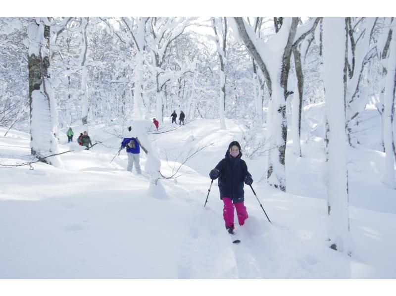 [Akita, Hachimantai] Yamagemori BUNAMORI Ski Hike Tour ~Explore the powder snow beech forest~の紹介画像