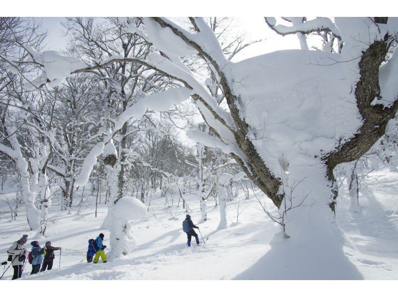 [Akita, Hachimantai] Yamagemori BUNAMORI Ski Hike Tour ~Explore the powder snow beech forest~の紹介画像
