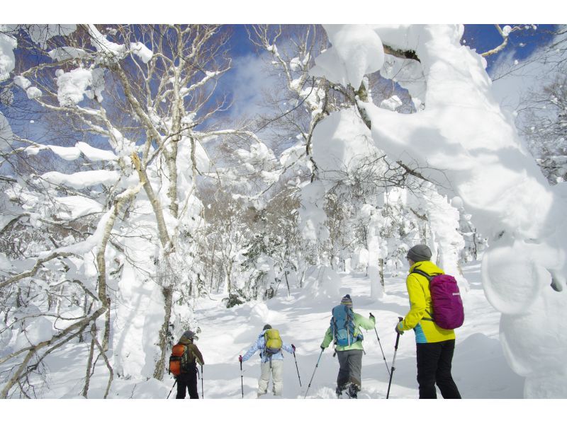 [Akita, Hachimantai] Yamagemori BUNAMORI Ski Hike Tour ~Explore the powder snow beech forest~の紹介画像
