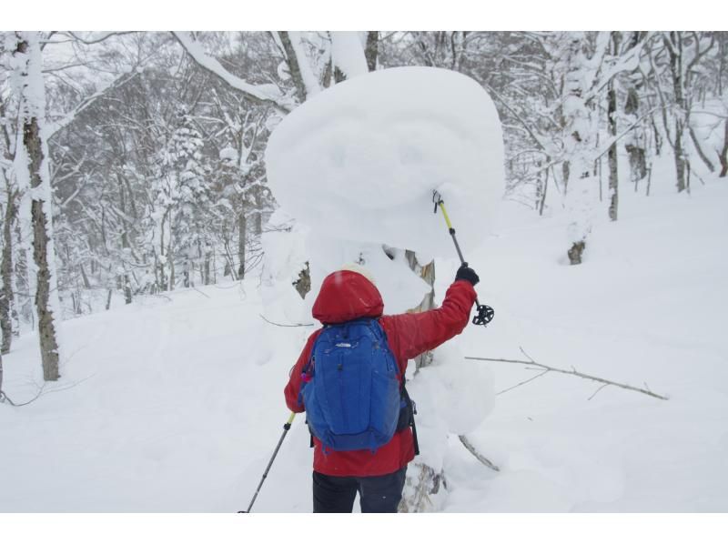 [Akita, Hachimantai] Yamagemori BUNAMORI Ski Hike Tour ~Explore the powder snow beech forest~の紹介画像