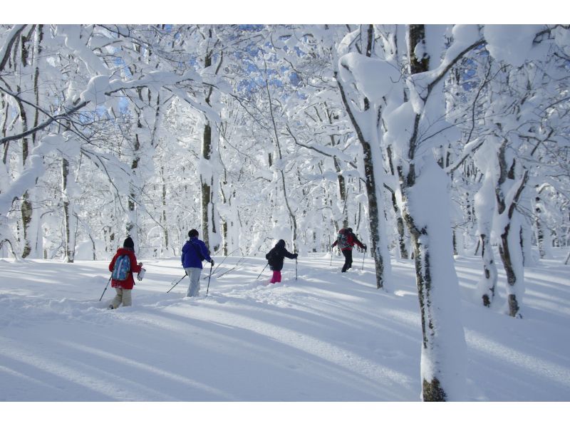 [Akita, Hachimantai] Yamagemori BUNAMORI Ski Hike Tour ~Explore the powder snow beech forest~の紹介画像