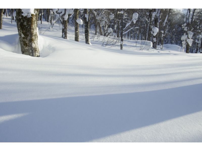 [Akita, Hachimantai] Yamagemori BUNAMORI Ski Hike Tour ~Explore the powder snow beech forest~の紹介画像