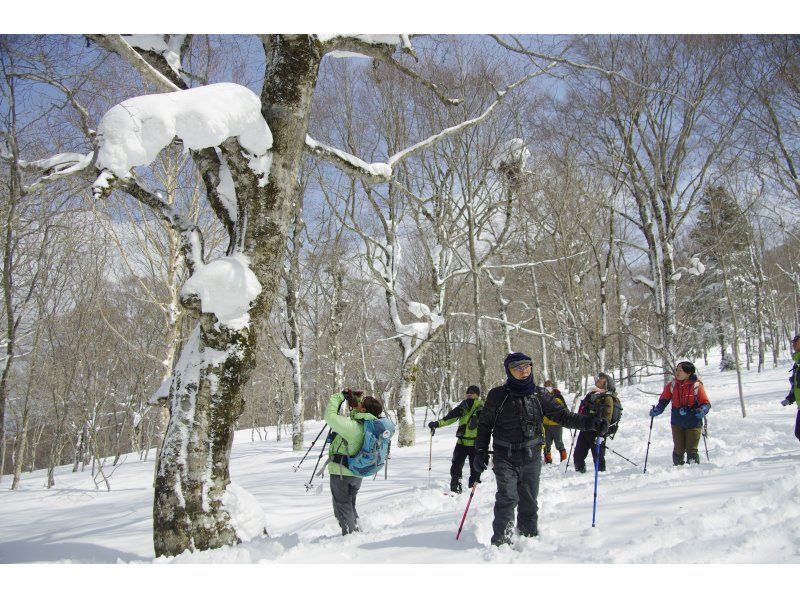 [Akita, Hachimantai] A tour to search for traces of Asiatic black bears in the winter forestの紹介画像