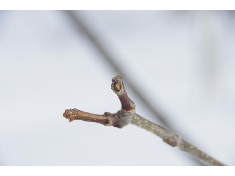 [Akita, Hachimantai] A tour to search for traces of Asiatic black bears in the winter forestの紹介画像