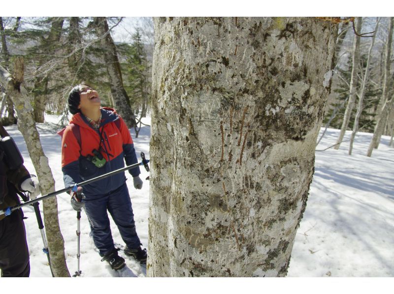 [Akita, Hachimantai] A tour to search for traces of Asiatic black bears in the winter forestの紹介画像